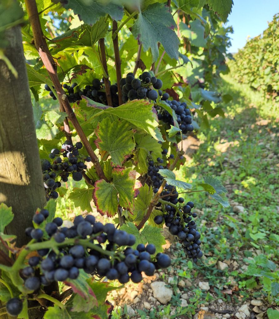 2024 un millésime difficle